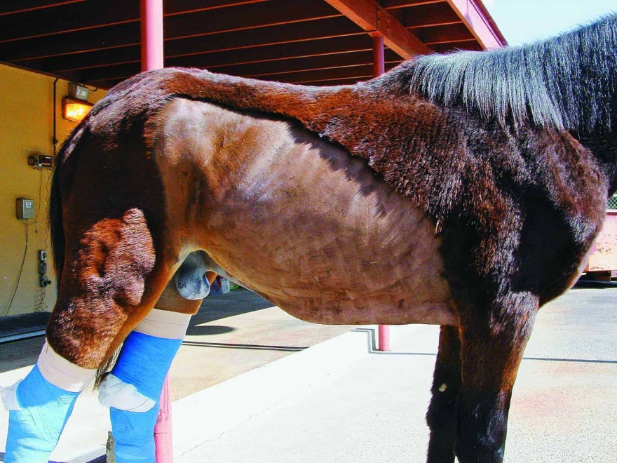 lawsonia intracellularis horse - Lawsonia Vaccine Studied – The Horse